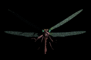 dragonfly5.gif