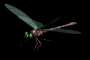 dragonfly2