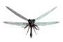 dragonfly4