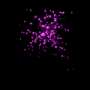 purp1-gif