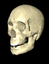 skull.gif