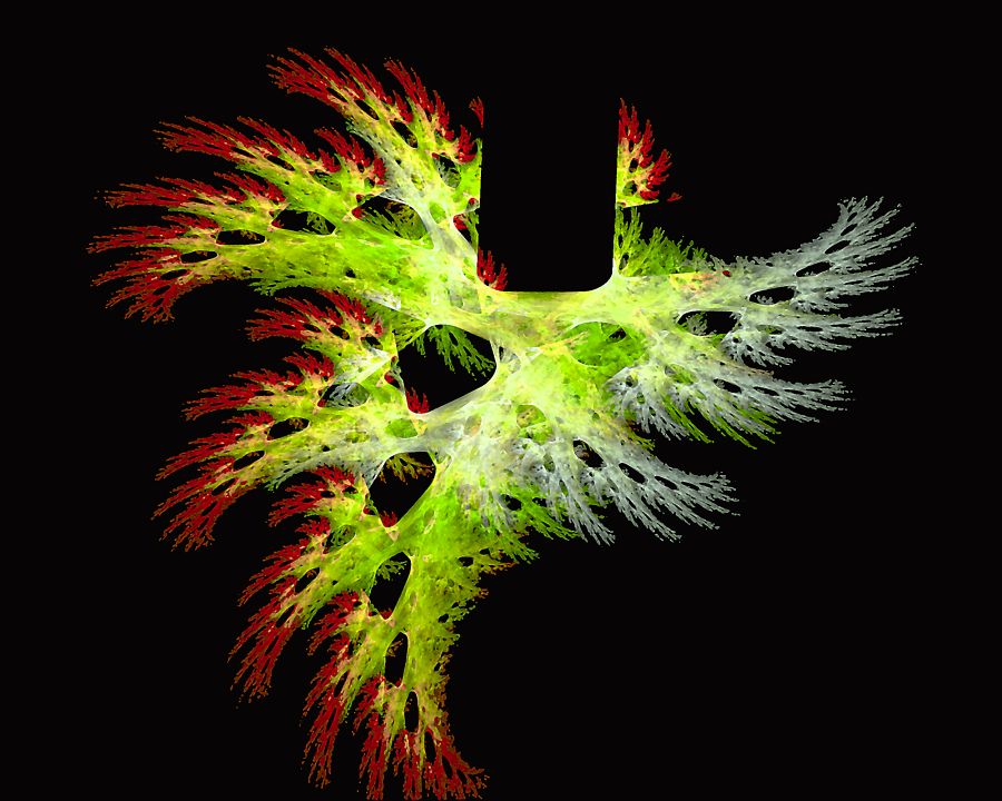 lungfern-2