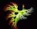 lungfern-2