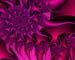 thornrose-1