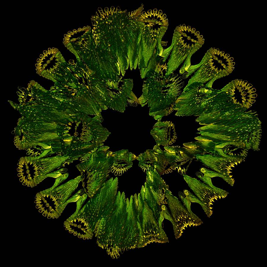 diatom