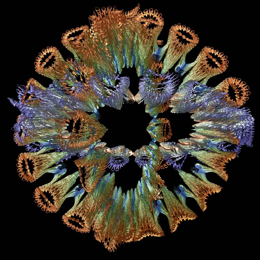 diatom6