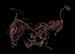 Curdled_Yak