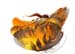 pupating4