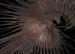 turbinefrayed6