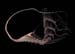 Whiptail3