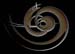 clef2