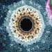 cornea