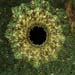 cornea6