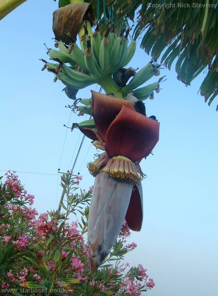 bananaflower