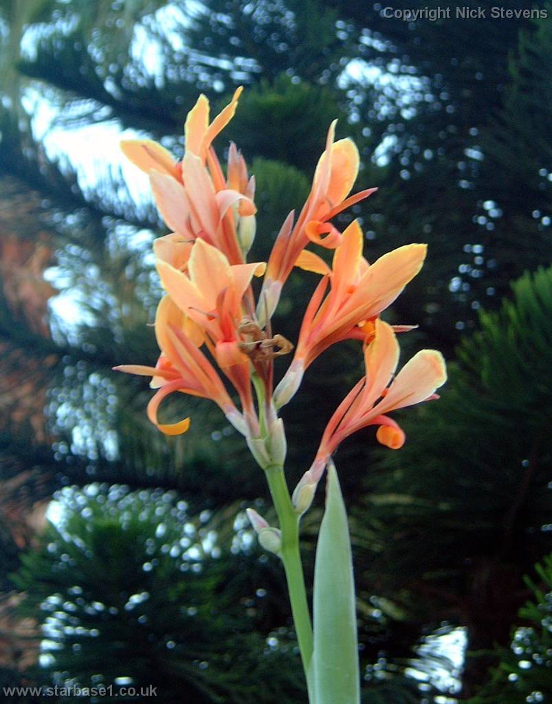 flower1