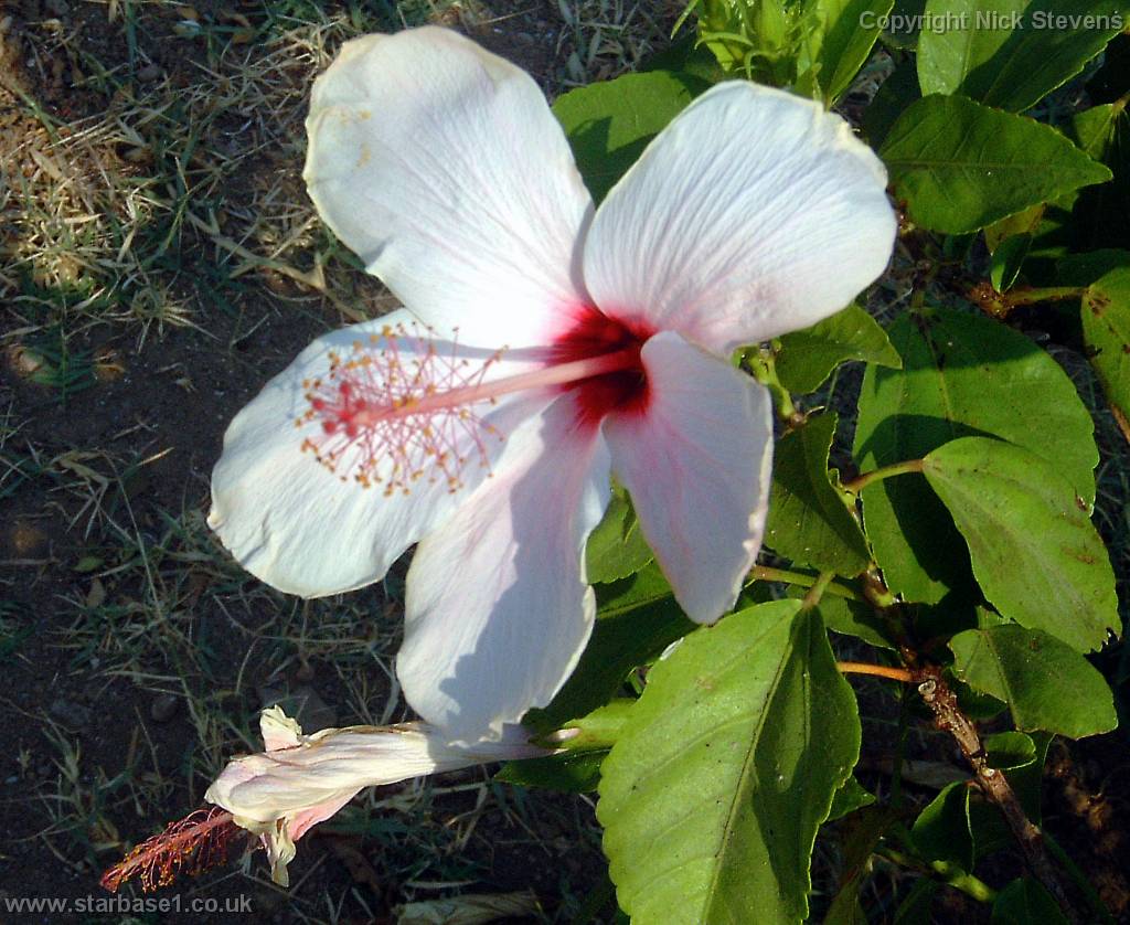 flower2