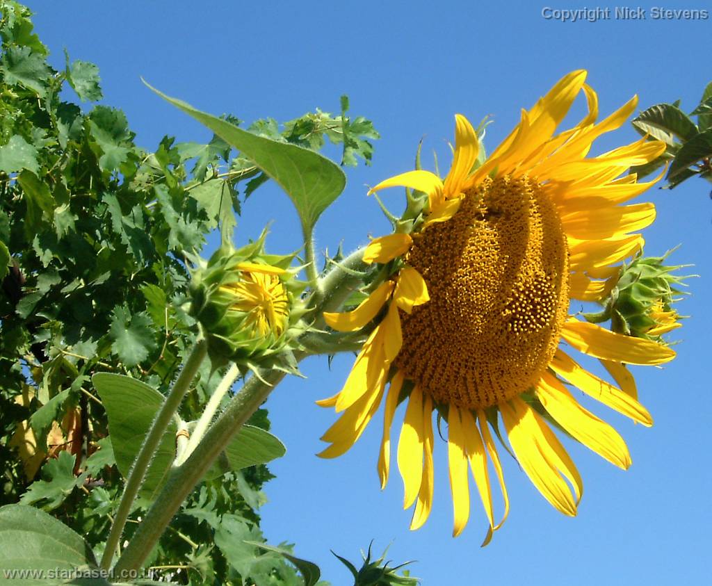 flower3.jpg