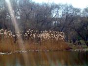 sunreeds