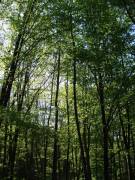 crimea-forest
