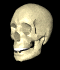 sksml.gif (37302 bytes)